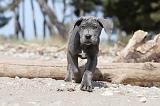 CANE CORSO 483